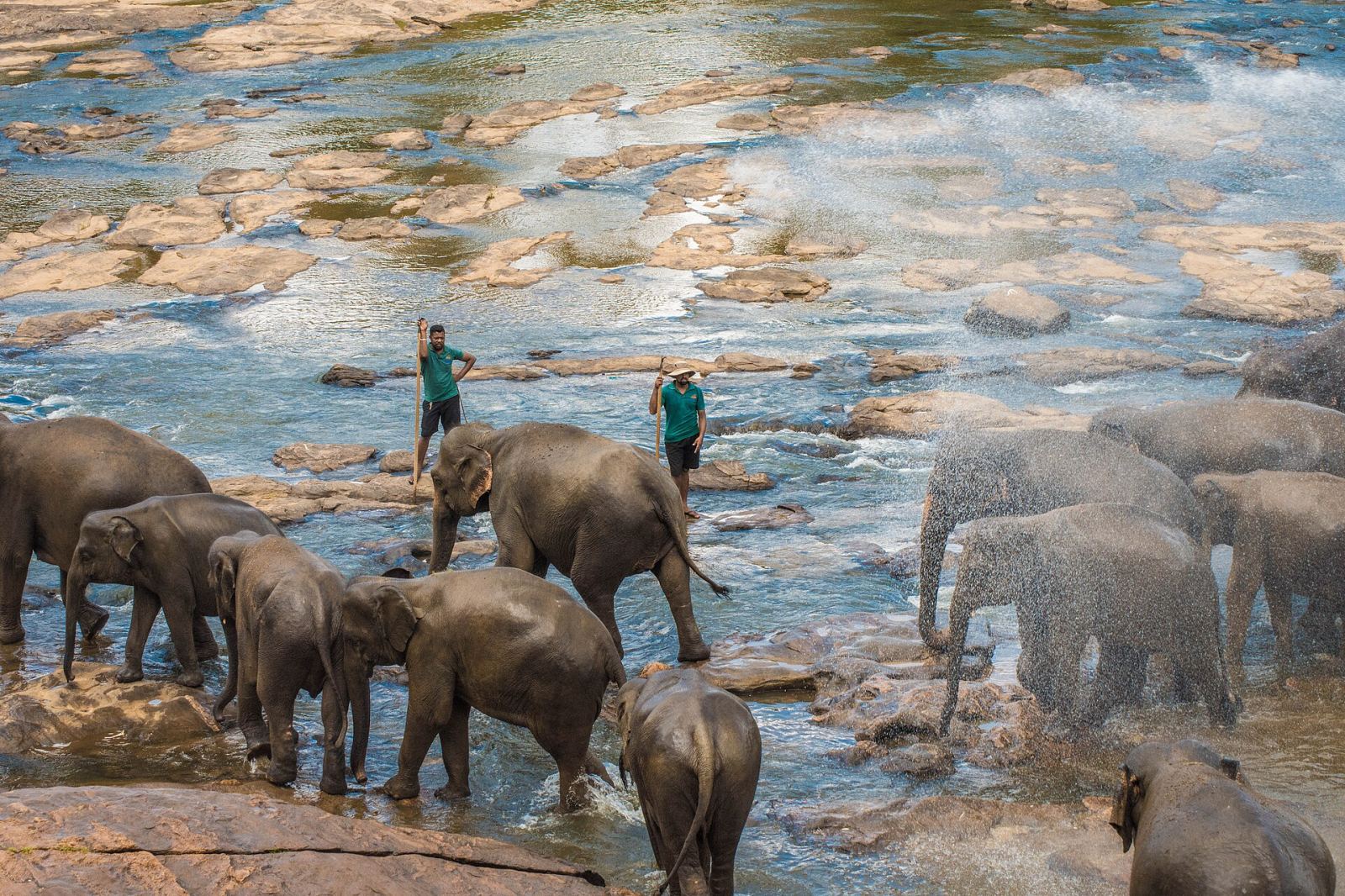 Pinnawala Elephants